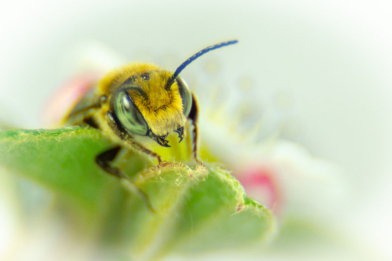 Leafcutter Bee on Flower