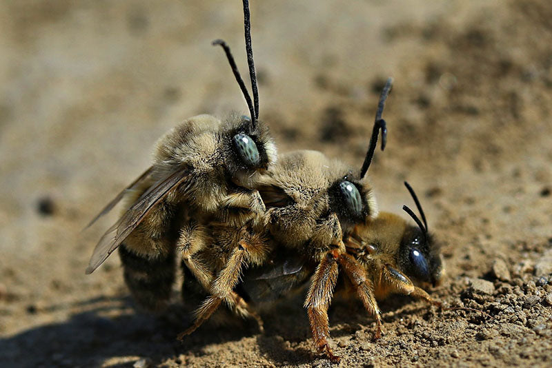 Leafcutter Bees Mating