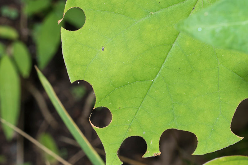 Leaf with leafcutter holes