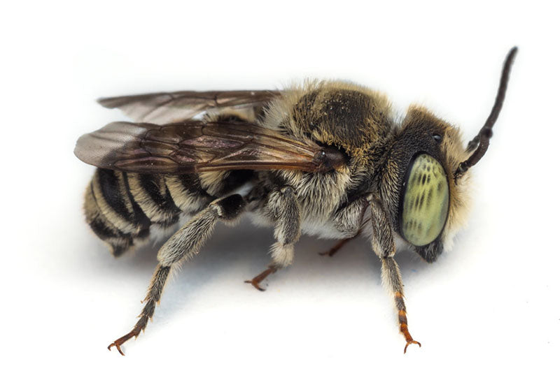 Male Leafcutter Bee