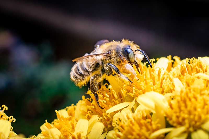 Leafcutter bee, Image by Meritt Thomas, Unsplash