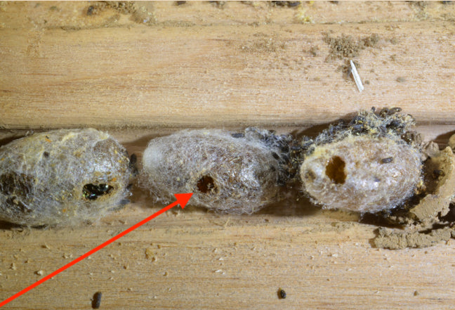 Mono hole in mason bee cocoon, Oregon State University Extension