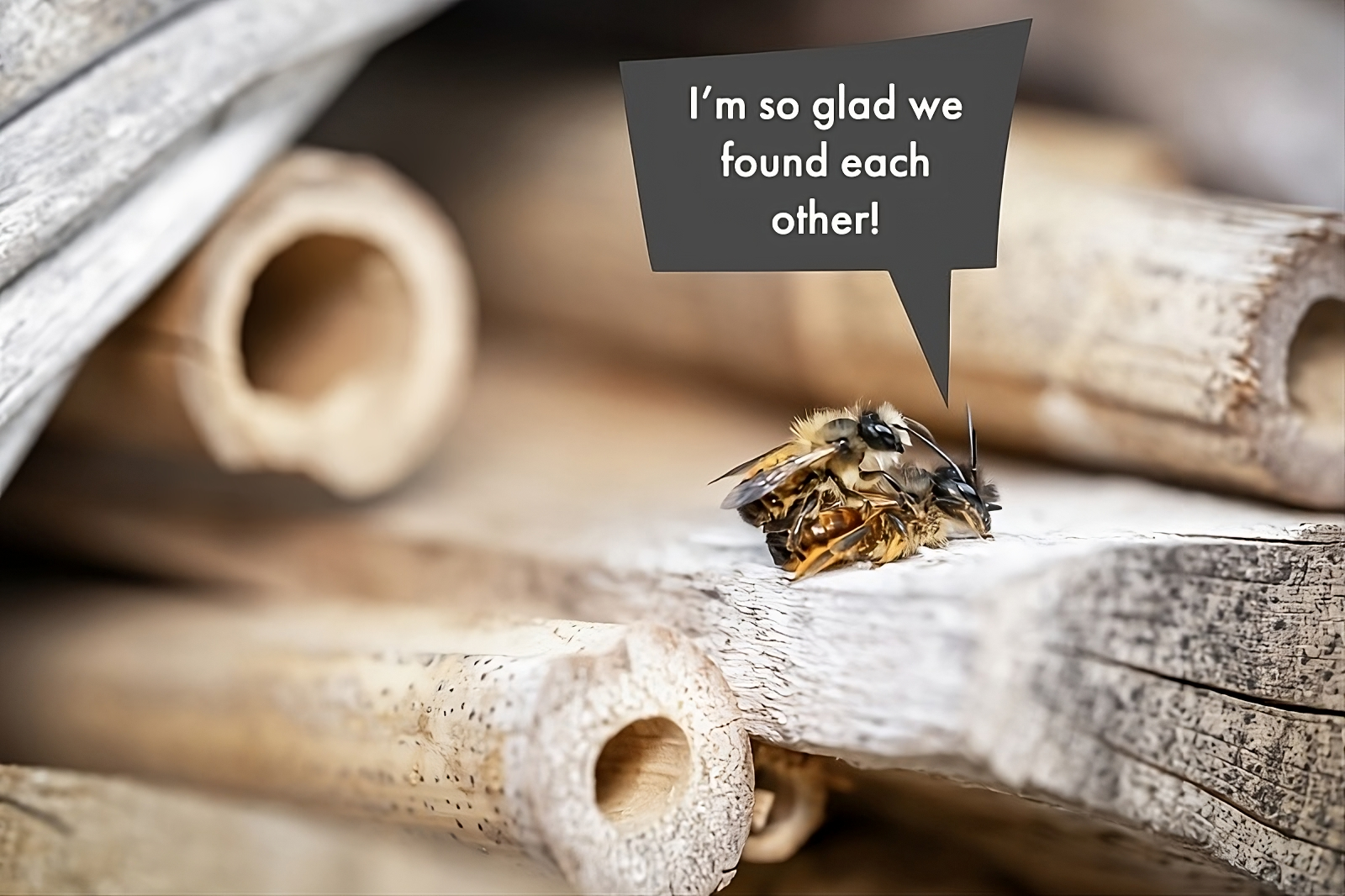 Mason Bees Mating