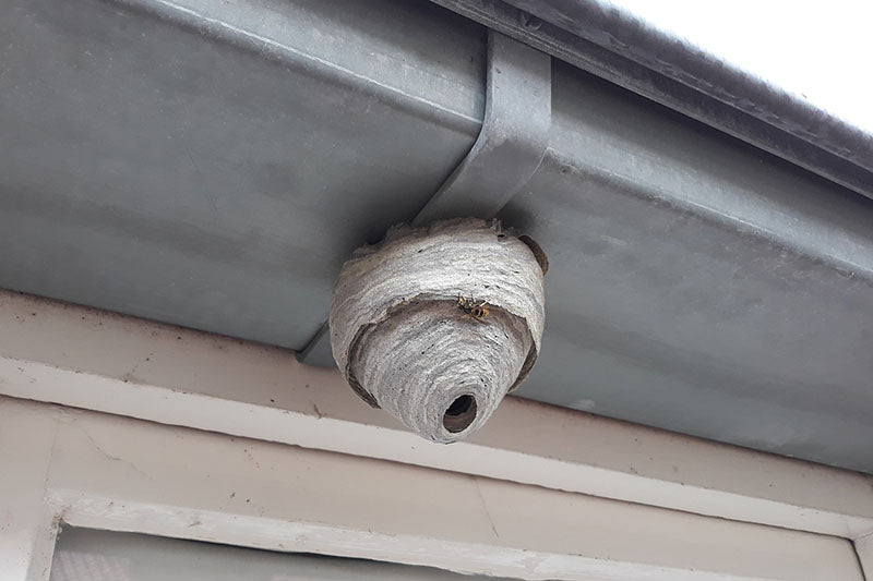 Paper Wasp Nest