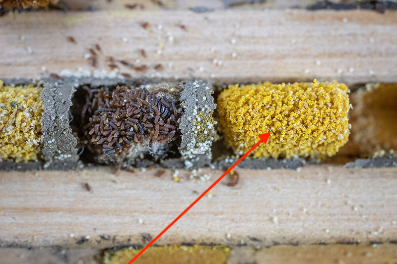 Pollen mites inside nesting chamber