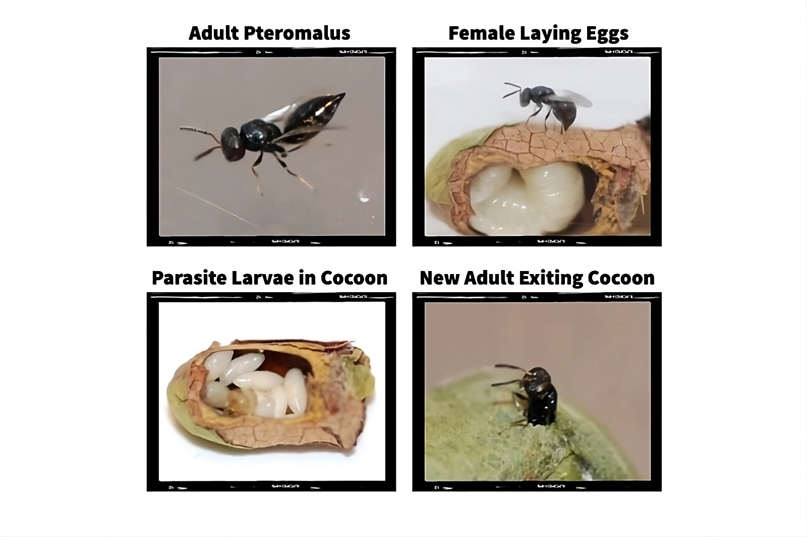 Pteromalus Stages