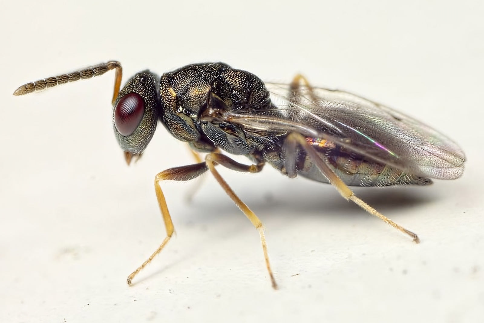 Pteromalus wasp