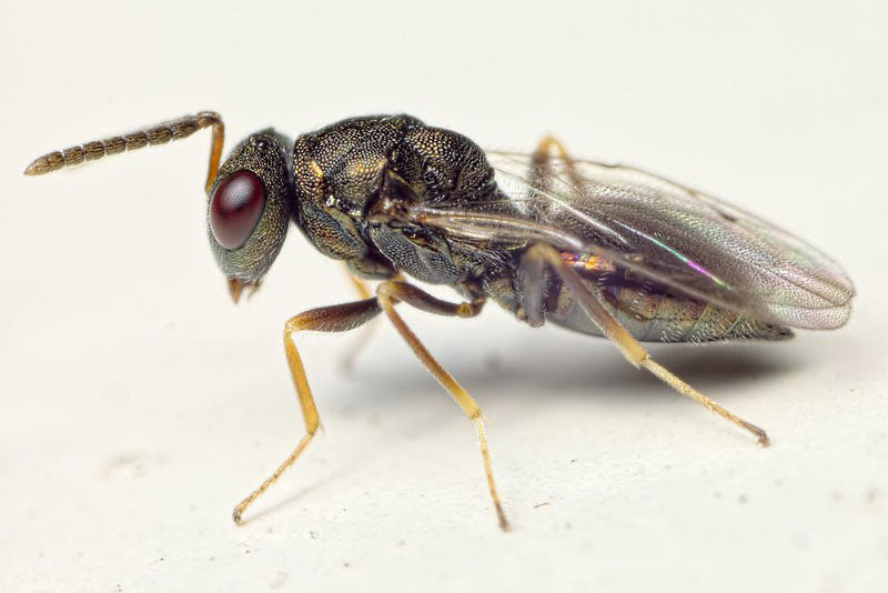 Pteromalus Wasp