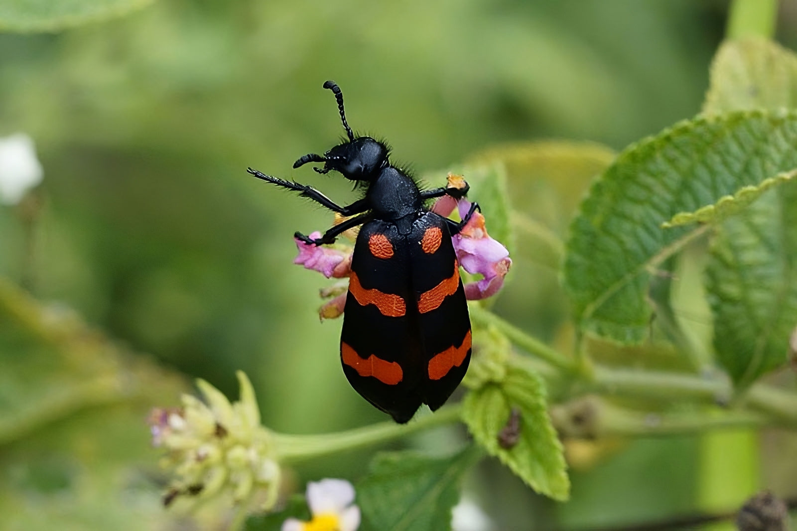 red-blister-beetle.jpg