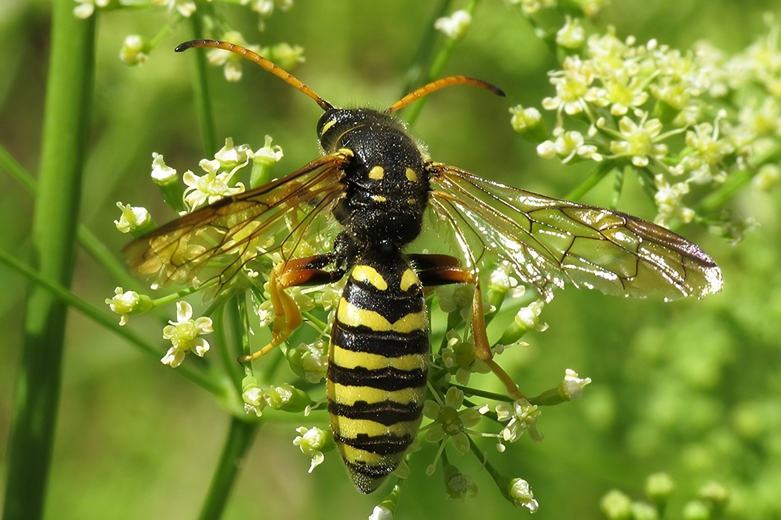 Sapygid Wasp, Image by Simon Oliver