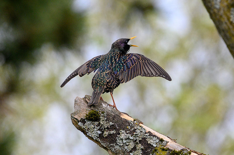 Starling, Image by Phil Baum, Unsplash