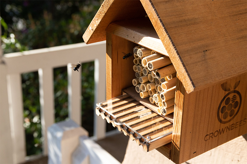 Mason bees flying around Crown Bees' Bee House