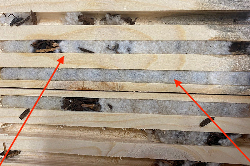 European Wool Carder Bee Nest