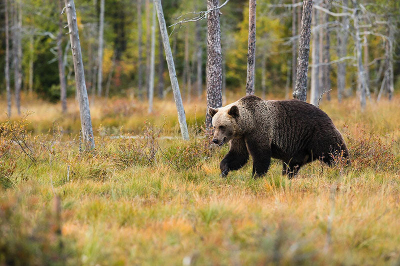 Brown Bear, Image by Zdenek Machacek, Unsplash