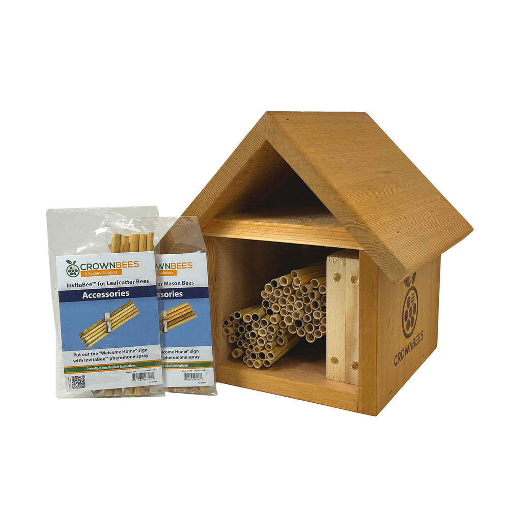 Aster Bumble Bee – sammsara-home