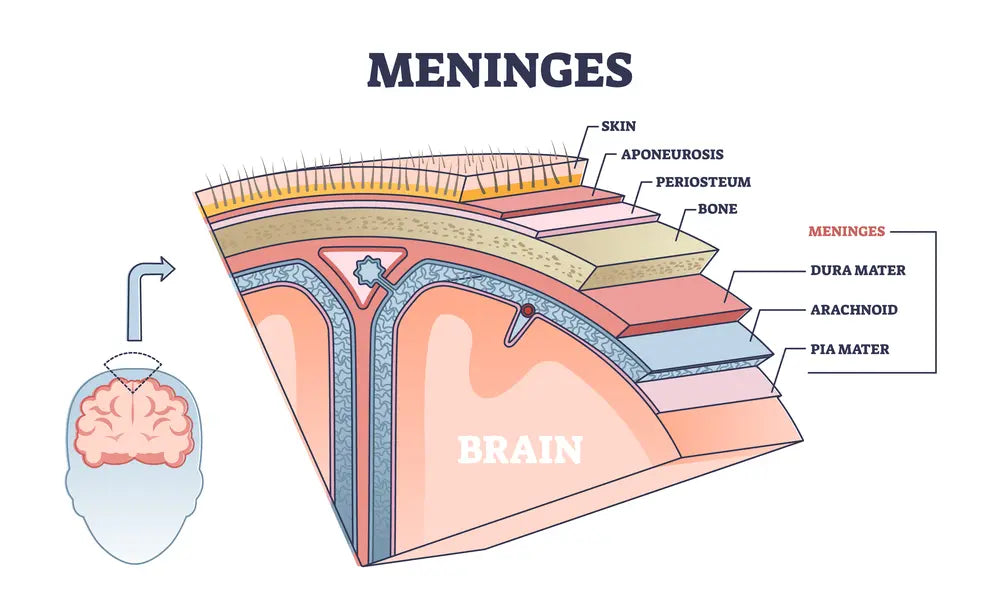 Stock illustration meninges as central brain part