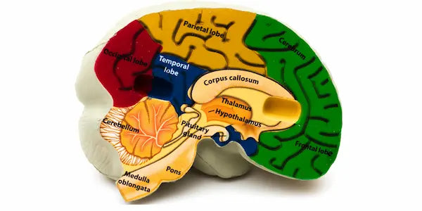 hypothalamus et migraine