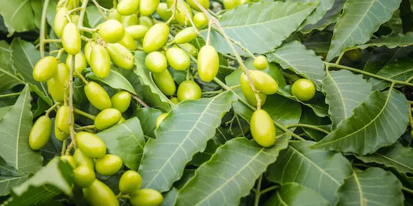 Neem plante ayurvédique pour les problèmes de peau