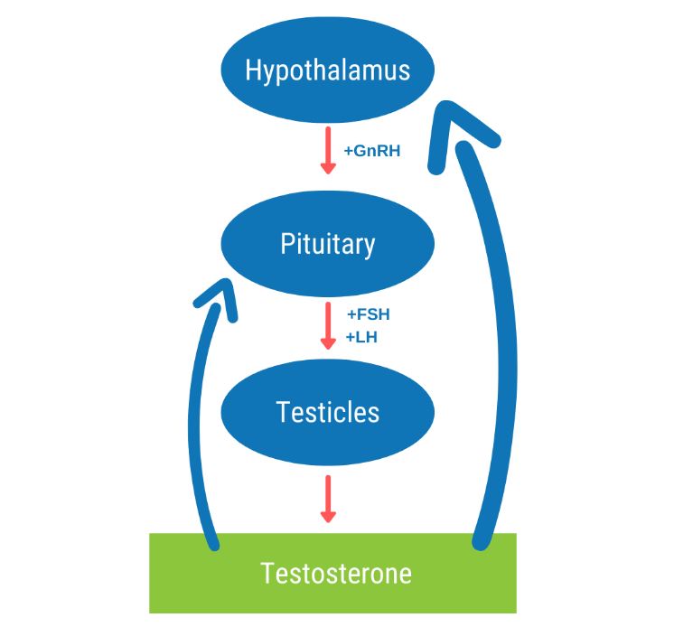 HPG testosterone axis.JPG__PID:55c086d3-6636-4027-8b69-1aba28ea3858