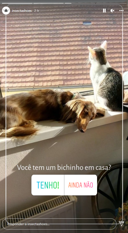 Captura de tela de um Insta Story da Insecta. A foto mostra um cachorro e um gato pegando sol em uma janela, e há uma enquete perguntando: "Você tem um bichinho emn casa?"