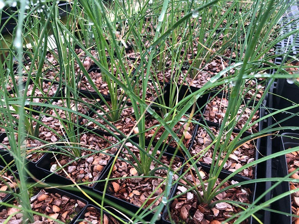 Nolina hibernica – Hardy Beargrass Tree – Buy seeds at