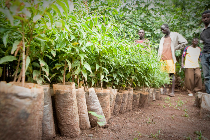 Nursery Trees For The Future