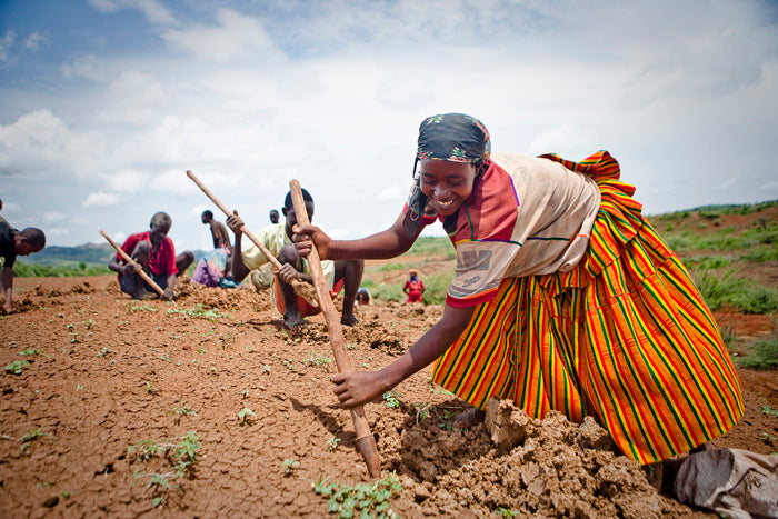 Planting Trees for the Future