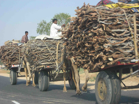 A camel caravan delivering wood to markets in Rajasthan India – B. Trauth