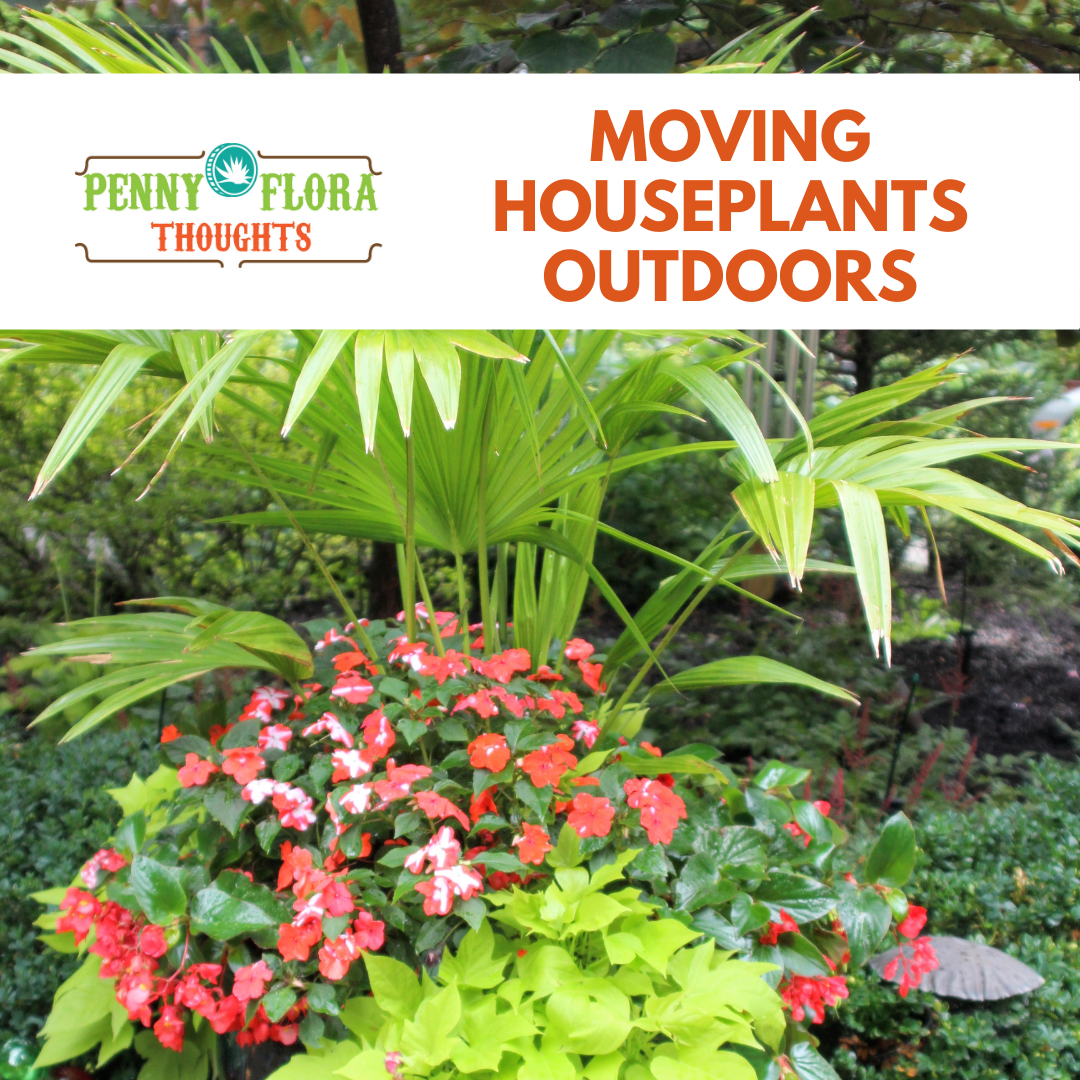Moving Houseplants Outdoors | Penny Flora Thoughts Blog | The Groovy ...