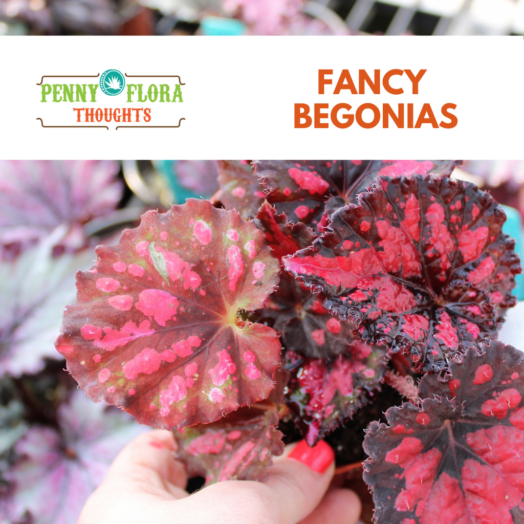 Fancy Begonias | Penny Flora Thoughts Blog | The Groovy Plants Ranch LLC