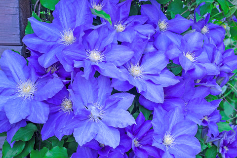 Clematis 'H.F. Young'