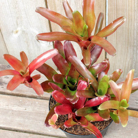 frog condos: oxalis, bromeliads and other habitats - A Way To Garden