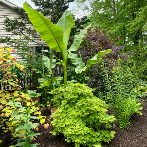 Plant A Backyard Paradise | Groovy Plants Ranch LLC | The Groovy Plants ...