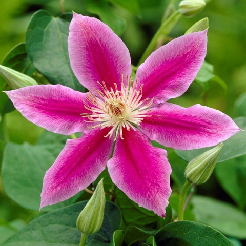 Clematis 'Dr. Ruppel' (photo from Gardening Express)