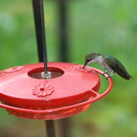 Flowers For Hummingbirds | Penny Flora Thoughts Blog – The Groovy ...