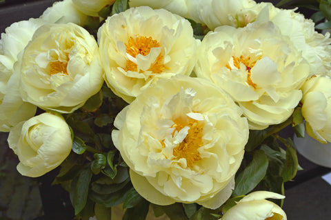 Lemon Chiffon Peony