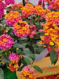 Our New 'Passionfruit' Lantana