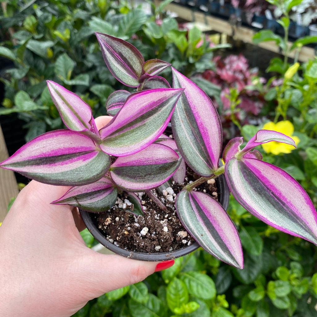 Tradescantia Quadricolor/Jose Puig/Mini Pink Bundle Very Rare!! Outdoor ...