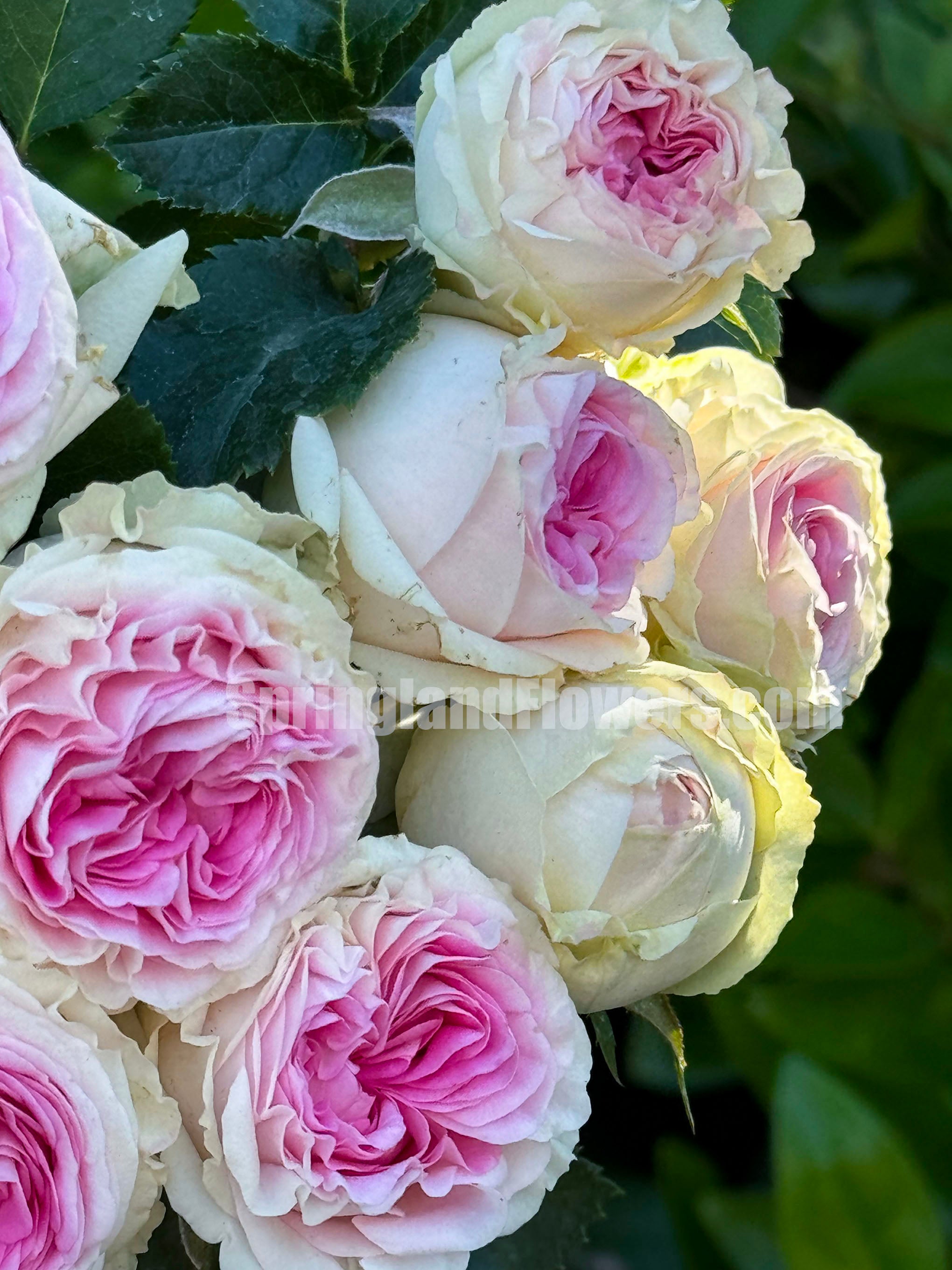 #SPN057,Gelato 冰淇淋, Netherlands Florist Floribunda Rose,Heat-tolerant, disease-resistant, Non-Grafted/Own Root.