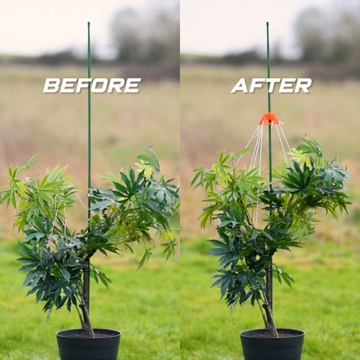 Stringy-Thingy - Pack of 5 Plant Support - Image 4