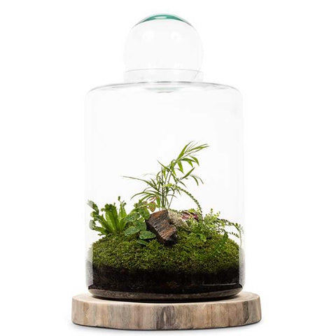 Living Terrarium Moss - Lulu & Angel