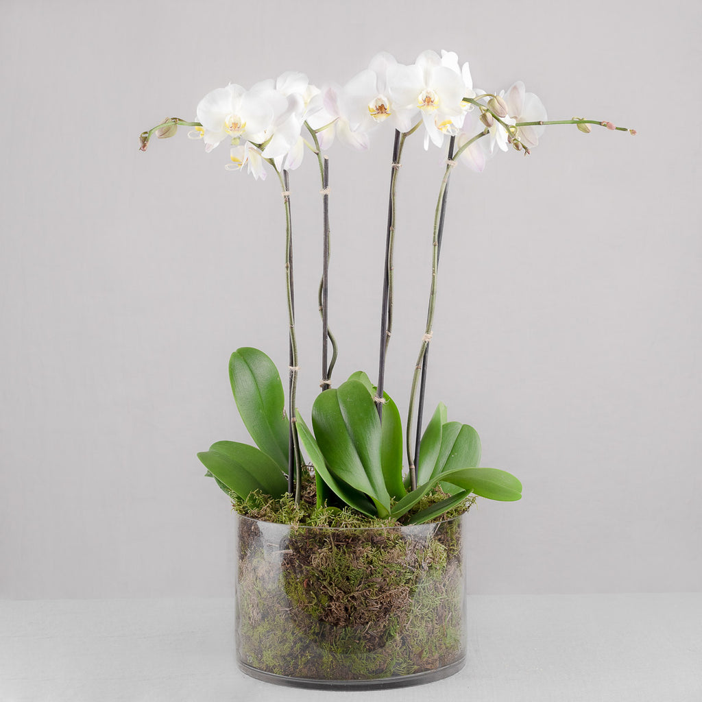 POTTED ORCHIDS IN GLASS – Say It With Flowers