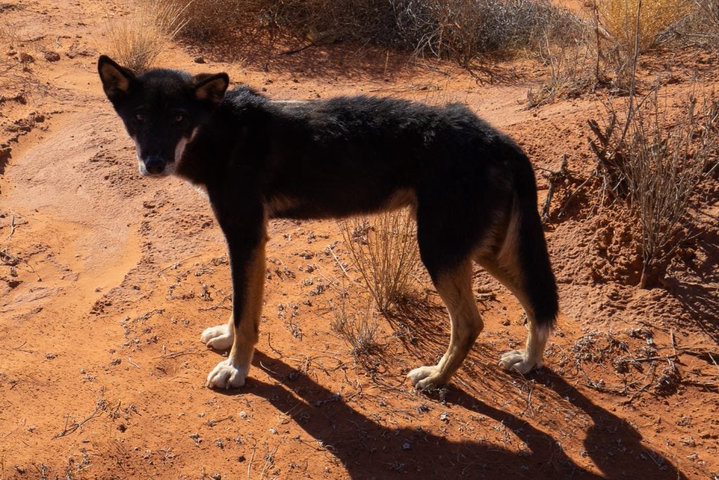 French Line, Simpson Desert