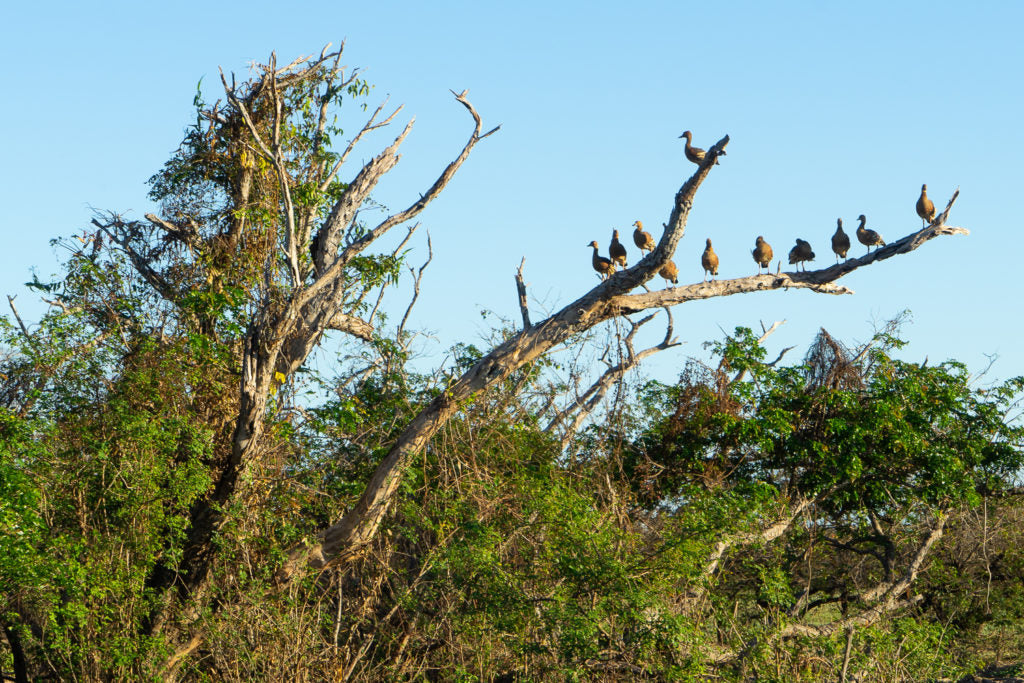 Kakadu