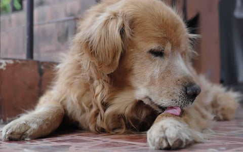 Old dog licking paws with atopy