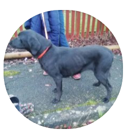 Breta Labrador used as a breeding dog before started on a healthy