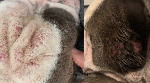 Buddy the vegan Bulldog with severe skin issues who was saved being fed Solo Vegetal vegan dog food