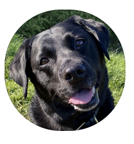 Vegan Labrador with arthritis took Gold Dust Cruelty Free Joint Supplement