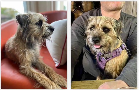 Vegan Border terrier Milly