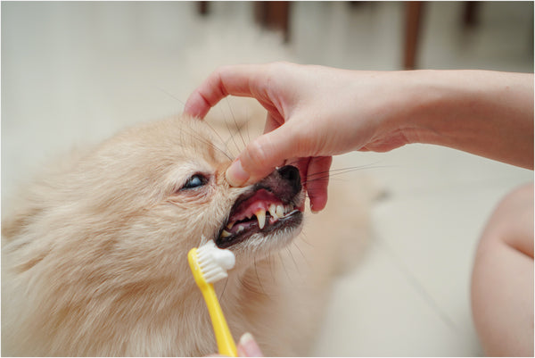 dog getting his teeth brushed